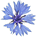 Bleuet